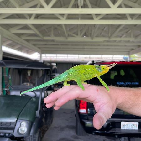 Appartamento Haukea At Kona Joe Coffee Farm Kealakekua Esterno foto
